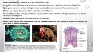 • Sea anemones are solitary, frequently large, and colorful (figure 9.18a).
• Some attach to solid substrates, some burrow in soft substrates, and some live in symbiotic relationships (figure 9.18b).
• Openings in mesenteries near the oral disk permit water to circulate between compartments the mesenteries set off.
• The free lower edges of the mesenteries form a trilobed mesenterial filament.
• Mesenterial filaments bear cnidocytes, cilia that aid in water circulation, gland cells that secrete digestive enzymes, and cells that
absorb products of digestion.
• Threadlike acontia at the ends of mesenterial filaments bear cnidocytes.
• Acontia subdue live prey in the gastrovascular cavity and can be extruded through small openings in the body wall or through the
mouth when an anemone is threatened.
 