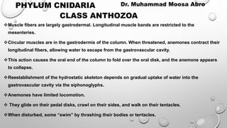 Muscle fibers are largely gastrodermal. Longitudinal muscle bands are restricted to the
mesenteries.
Circular muscles are in the gastrodermis of the column. When threatened, anemones contract their
longitudinal fibers, allowing water to escape from the gastrovascular cavity.
This action causes the oral end of the column to fold over the oral disk, and the anemone appears
to collapse.
Reestablishment of the hydrostatic skeleton depends on gradual uptake of water into the
gastrovascular cavity via the siphonoglyphs.
Anemones have limited locomotion.
 They glide on their pedal disks, crawl on their sides, and walk on their tentacles.
When disturbed, some “swim” by thrashing their bodies or tentacles.
PHYLUM CNIDARIA Dr. Muhammad Moosa Abro
CLASS ANTHOZOA
 