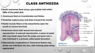 Some anemones float using a gas bubble held within
folds of the pedal disk.
 Anemones feed on invertebrates and fishes.
Tentacles capture prey and draw it toward the mouth.
Radial muscle fibers in the mesenteries open the
mouth to receive the food.
Anemones show both sexual and asexual
reproduction. In asexual reproduction, a piece of pedal
disk may break away from the polyp and grow into a
new individual in a process called pedal laceration.
Alternatively, longitudinal or Transverse fission may
divide one individual into two, with missing parts being
regenerated.
CLASS ANTHOZOA
 