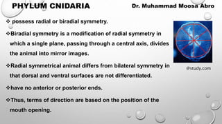 PHYLUM CNIDARIA
 possess radial or biradial symmetry.
Biradial symmetry is a modification of radial symmetry in
which a single plane, passing through a central axis, divides
the animal into mirror images.
Radial symmetrical animal differs from bilateral symmetry in
that dorsal and ventral surfaces are not differentiated.
have no anterior or posterior ends.
Thus, terms of direction are based on the position of the
mouth opening.
Dr. Muhammad Moosa Abro
@study.com
 