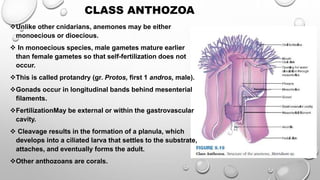 Unlike other cnidarians, anemones may be either
monoecious or dioecious.
 In monoecious species, male gametes mature earlier
than female gametes so that self-fertilization does not
occur.
This is called protandry (gr. Protos, first 1 andros, male).
Gonads occur in longitudinal bands behind mesenterial
filaments.
FertilizationMay be external or within the gastrovascular
cavity.
 Cleavage results in the formation of a planula, which
develops into a ciliated larva that settles to the substrate,
attaches, and eventually forms the adult.
Other anthozoans are corals.
CLASS ANTHOZOA
 