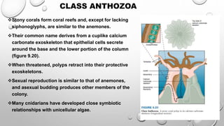 Stony corals form coral reefs and, except for lacking
siphonoglyphs, are similar to the anemones.
Their common name derives from a cuplike calcium
carbonate exoskeleton that epithelial cells secrete
around the base and the lower portion of the column
(figure 9.20).
When threatened, polyps retract into their protective
exoskeletons.
Sexual reproduction is similar to that of anemones,
and asexual budding produces other members of the
colony.
Many cnidarians have developed close symbiotic
relationships with unicellular algae.
CLASS ANTHOZOA
 