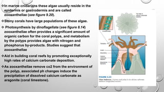 In marine cnidarians these algae usually reside in the
epidermis or gastrodermis and are called
zooxanthellae (see figure 9.20).
Stony corals have large populations of these algae.
 Photosynthesis by dinoflagellate (see figure 8.14)
zooxanthellae often provides a significant amount of
organic carbon for the coral polyps, and metabolism
by the polyps provides algae with nitrogen and
phosphorus by-products. Studies suggest that
zooxanthellae
Aid in building coral reefs by promoting exceptionally
high rates of calcium carbonate deposition.
As zooxanthellae remove co2 from the environment of
the polyp, associated ph changes induce the
precipitation of dissolved calcium carbonate as
aragonite (coral limestone).
 