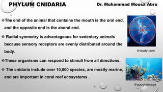 PHYLUM CNIDARIA
The end of the animal that contains the mouth is the oral end,
and the opposite end is the aboral end.
 Radial symmetry is advantageous for sedentary animals
because sensory receptors are evenly distributed around the
body.
These organisms can respond to stimuli from all directions.
 The cnidaria include over 10,000 species, are mostly marine,
and are important in coral reef ecosystems .
Dr. Muhammad Moosa Abro
@study.com
@googleimage
 