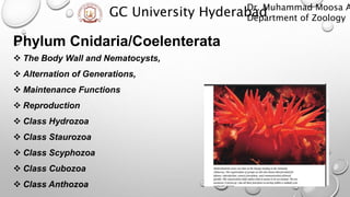 Phylum Cnidaria/Coelenterata
 The Body Wall and Nematocysts,
 Alternation of Generations,
 Maintenance Functions
 Reproduction
 Class Hydrozoa
 Class Staurozoa
 Class Scyphozoa
 Class Cubozoa
 Class Anthozoa
GC University Hyderabad
Dr. Muhammad Moosa A
Department of Zoology
 