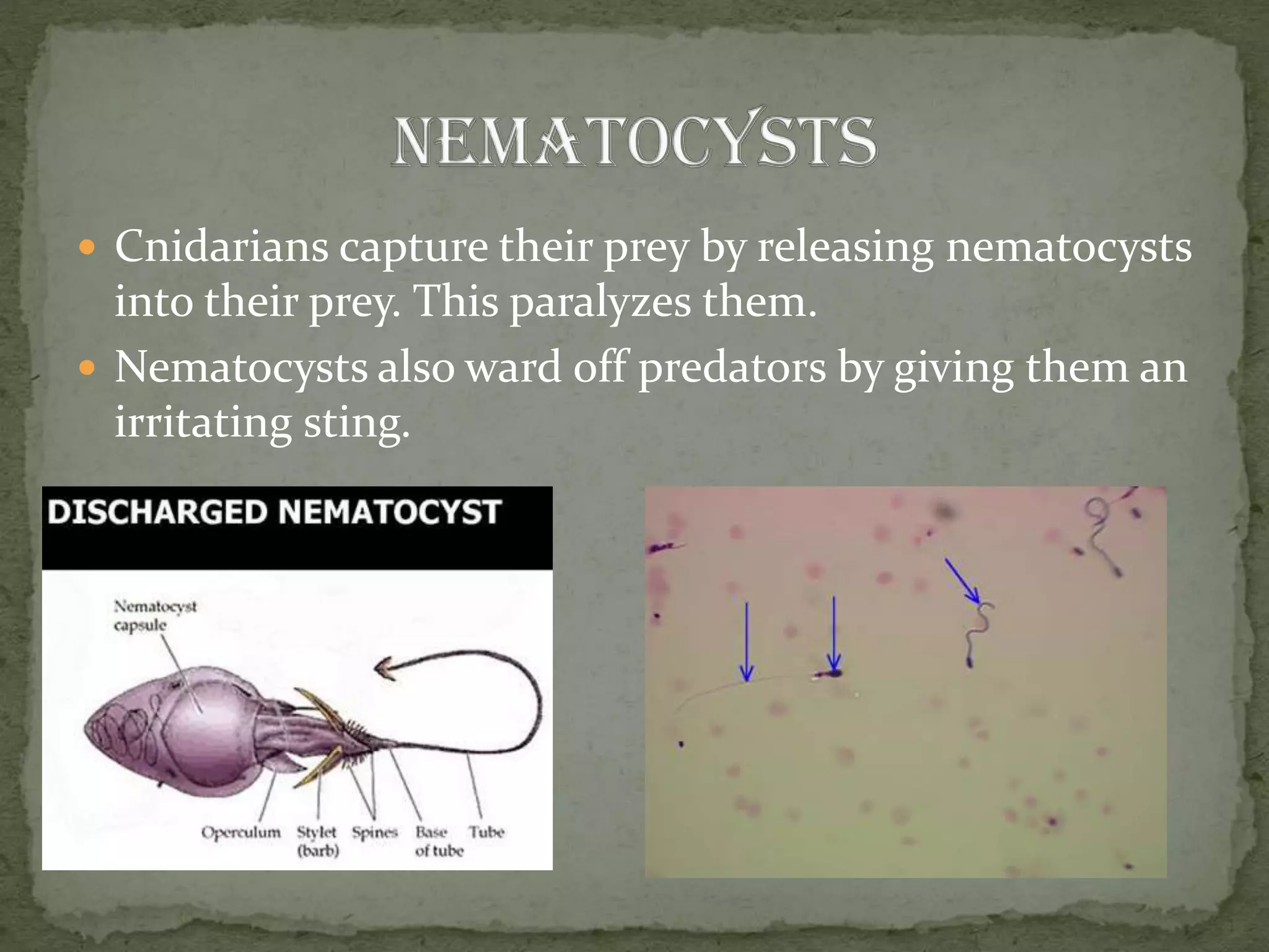 Phylum cnidaria report | PPTX
