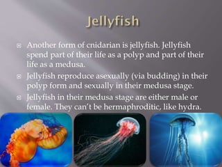  Another form of cnidarian is jellyfish. Jellyfish
spend part of their life as a polyp and part of their
life as a medusa.
 Jellyfish reproduce asexually (via budding) in their
polyp form and sexually in their medusa stage.
 Jellyfish in their medusa stage are either male or
female. They can’t be hermaphroditic, like hydra.
 