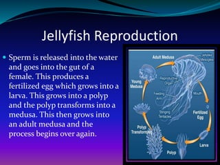Jellyfish Reproduction
 Sperm is released into the water
and goes into the gut of a
female. This produces a
fertilized egg which grows into a
larva. This grows into a polyp
and the polyp transforms into a
medusa. This then grows into
an adult medusa and the
process begins over again.
 