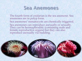  The fourth form of cnidarian is the sea anemone. Sea
anemones are in polyp form.
 Sea anemones’ nematocysts are chemically triggered.
 Sea anemones can reproduce asexually or sexually.
They can be hermaphroditic (containing male and
female reproductive organs) but they can also
reproduce asexually via budding.
 