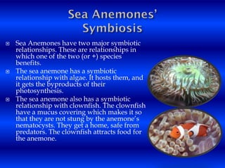  Sea Anemones have two major symbiotic
relationships. These are relationships in
which one of the two (or +) species
benefits.
 The sea anemone has a symbiotic
relationship with algae. It hosts them, and
it gets the byproducts of their
photosynthesis.
 The sea anemone also has a symbiotic
relationship with clownfish. The clownfish
have a mucus covering which makes it so
that they are not stung by the anemone’s
nematocysts. They get a home, safe from
predators. The clownfish attracts food for
the anemone.
 