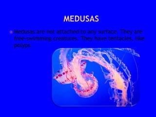  Medusas are not attached to any surface. They are
free-swimming creatures. They have tentacles, like
polyps.
 
