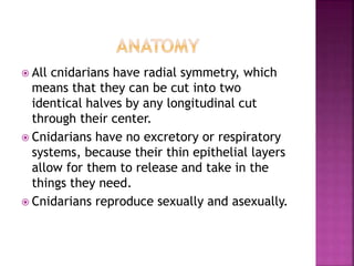 All cnidarians have radial symmetry, which
means that they can be cut into two
identical halves by any longitudinal cut
through their center.
 Cnidarians have no excretory or respiratory
systems, because their thin epithelial layers
allow for them to release and take in the
things they need.
 Cnidarians reproduce sexually and asexually.
 