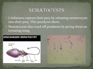  Cnidarians capture their prey by releasing nematocysts
into their prey. This paralyzes them.
 Nematocysts also ward off predators by giving them an
irritating sting.
 