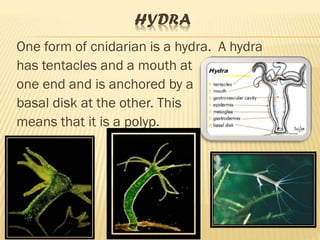 HYDRA
One form of cnidarian is a hydra. A hydra
has tentacles and a mouth at
one end and is anchored by a
basal disk at the other. This
means that it is a polyp.
 