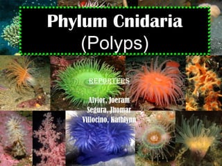 Phylum Cnidaria (Polyps) Reporters Alvior, Joeram Segura, Jhomar Villocino, Kathlynn 