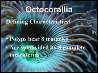 Octocorallia Defining Characteristics: Polyps bear 8 tentacles Are subdivided by 8 complete mesenteries 