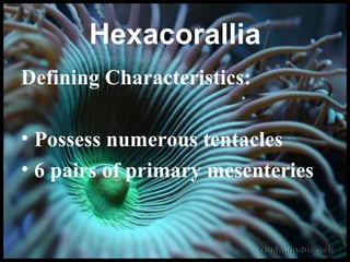 Hexacorallia Defining Characteristics: Possess numerous tentacles 6 pairs of primary mesenteries 