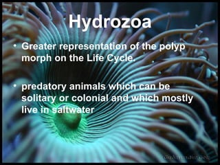 Hydrozoa Greater representation of the polyp morph on the Life Cycle. predatory animals which can be solitary or colonial and which mostly live in saltwater  