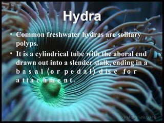 Hydra Common freshwater hydras are solitary polyps. It is a cylindrical tube with the aboral end drawn out into a slender stalk, ending in a  basal  (or pedal)  disc  for attachment. 