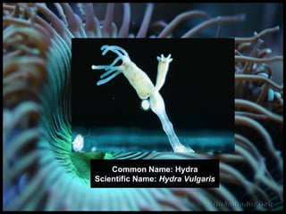Common Name: Hydra Scientific Name:  Hydra Vulgaris Common Name: Hydra Scientific Name:  Hydra Vulgaris 