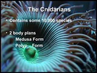 The Cnidarians Contains some 10,000 species 2 body plans   Medusa Form Polyp  Form 