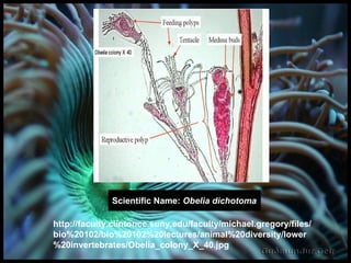 Scientific Name:  Obelia dichotoma http://faculty.clintoncc.suny.edu/faculty/michael.gregory/files/bio%20102/bio%20102%20lectures/animal%20diversity/lower%20invertebrates/Obelia_colony_X_40.jpg 