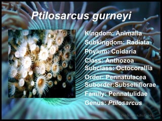 Ptilosarcus gurneyi Kingdom: Animalia  Subkingdom: Radiata  Phylum: Cnidaria Class: Anthozoa Subclass: Octocorallia Order: Pennatulacea Suborder:Subselliflorae  Family: Pennatulidae Genus:  Ptilosarcus 