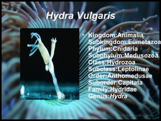 Hydra Vulgaris Kingdom:Animalia Subkingdom:Eumetazoa Phylum:Cnidaria Subphylum:Medusozoa Class:Hydrozoa Subclass:Leptolinae Order:Anthomedusae Suborder:Capitata Family:Hydridae Genus: Hydra 