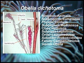 Obelia dichotoma Kingdom:Animalia Subkingdom:Eumetazoa Phylum:Cnidaria Subphylum:Medusozoa Class:Hydrozoa Subclass:Leptolinae Order:Leptomedusae Suborder:Proboscidoidea Family:Campanulariidae Genus: Obelia 