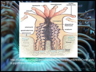 http://upload.wikimedia.org/wikipedia/commons/thumb/4/49/Coral_polyp.jpg/250px-Coral_polyp.jpg 