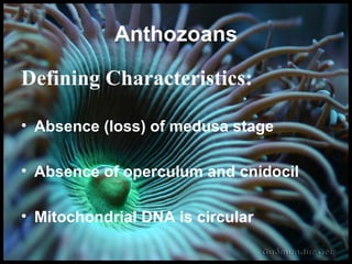 Anthozoans Defining Characteristics: Absence (loss) of medusa stage Absence of operculum and cnidocil Mitochondrial DNA is circular 