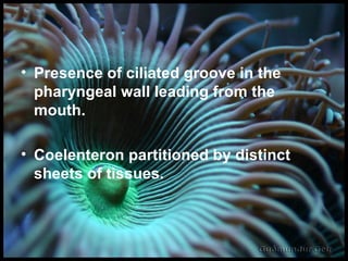Presence of ciliated groove in the pharyngeal wall leading from the mouth. Coelenteron partitioned by distinct sheets of tissues. 