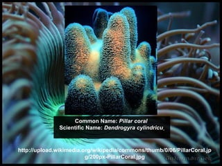 http://upload.wikimedia.org/wikipedia/commons/thumb/0/06/PillarCoral.jpg/200px-PillarCoral.jpg Common Name:  Pillar coral   Scientific Name:  Dendrogyra cylindricu   