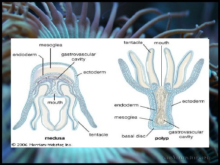 Phylum Cnidaria Diagram