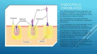 Phylum cnidarios | PPTX