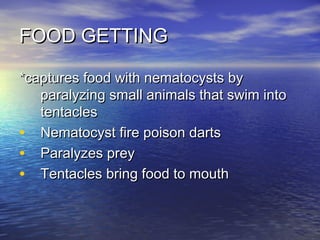 FOOD GETTINGFOOD GETTING
*captures food with nematocysts by*captures food with nematocysts by
paralyzing small animals that swim intoparalyzing small animals that swim into
tentaclestentacles
• Nematocyst fire poison dartsNematocyst fire poison darts
• Paralyzes preyParalyzes prey
• Tentacles bring food to mouthTentacles bring food to mouth
 