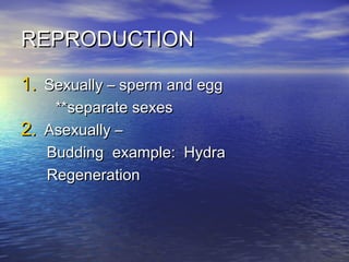 REPRODUCTIONREPRODUCTION
1.1. Sexually – sperm and eggSexually – sperm and egg
**separate sexes**separate sexes
2.2. Asexually –Asexually –
Budding example: HydraBudding example: Hydra
RegenerationRegeneration
 