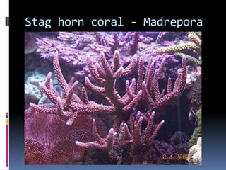 Stag horn coral - Madrepora