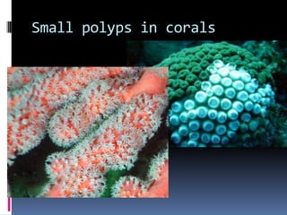 Small polyps in corals