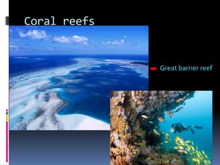 Coral reefs
Great barrier reef