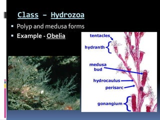 Class – Hydrozoa
Polyp and medusa forms
Example - Obelia