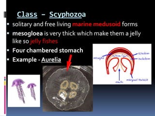 Class – Scyphozoa
solitary and free living marine medusoid forms
mesogloea is very thick which make them a jelly
like so jelly fishes
Four chambered stomach
Example - Aurelia