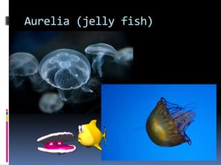 Aurelia (jelly fish)