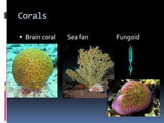 Corals
Brain coral Sea fan Fungoid