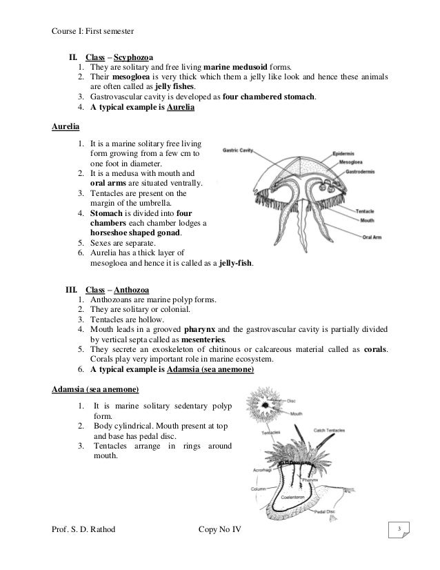 Phylum coelenterata 