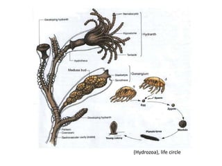 (Hydrozoa), life circle
 