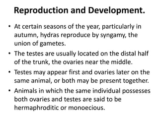Reproduction and Development.
• At certain seasons of the year, particularly in
autumn, hydras reproduce by syngamy, the
union of gametes.
• The testes are usually located on the distal half
of the trunk, the ovaries near the middle.
• Testes may appear first and ovaries later on the
same animal, or both may be present together.
• Animals in which the same individual possesses
both ovaries and testes are said to be
hermaphroditic or monoecious.
 