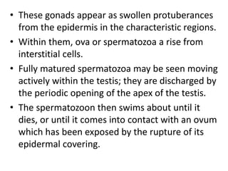 • These gonads appear as swollen protuberances
from the epidermis in the characteristic regions.
• Within them, ova or spermatozoa a rise from
interstitial cells.
• Fully matured spermatozoa may be seen moving
actively within the testis; they are discharged by
the periodic opening of the apex of the testis.
• The spermatozoon then swims about until it
dies, or until it comes into contact with an ovum
which has been exposed by the rupture of its
epidermal covering.
 