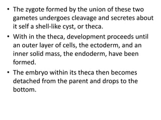 • The zygote formed by the union of these two
gametes undergoes cleavage and secretes about
it self a shell-like cyst, or theca.
• With in the theca, development proceeds until
an outer layer of cells, the ectoderm, and an
inner solid mass, the endoderm, have been
formed.
• The embryo within its theca then becomes
detached from the parent and drops to the
bottom.
 
