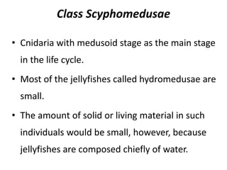 Class Scyphomedusae
• Cnidaria with medusoid stage as the main stage
in the life cycle.
• Most of the jellyfishes called hydromedusae are
small.
• The amount of solid or living material in such
individuals would be small, however, because
jellyfishes are composed chiefly of water.
 